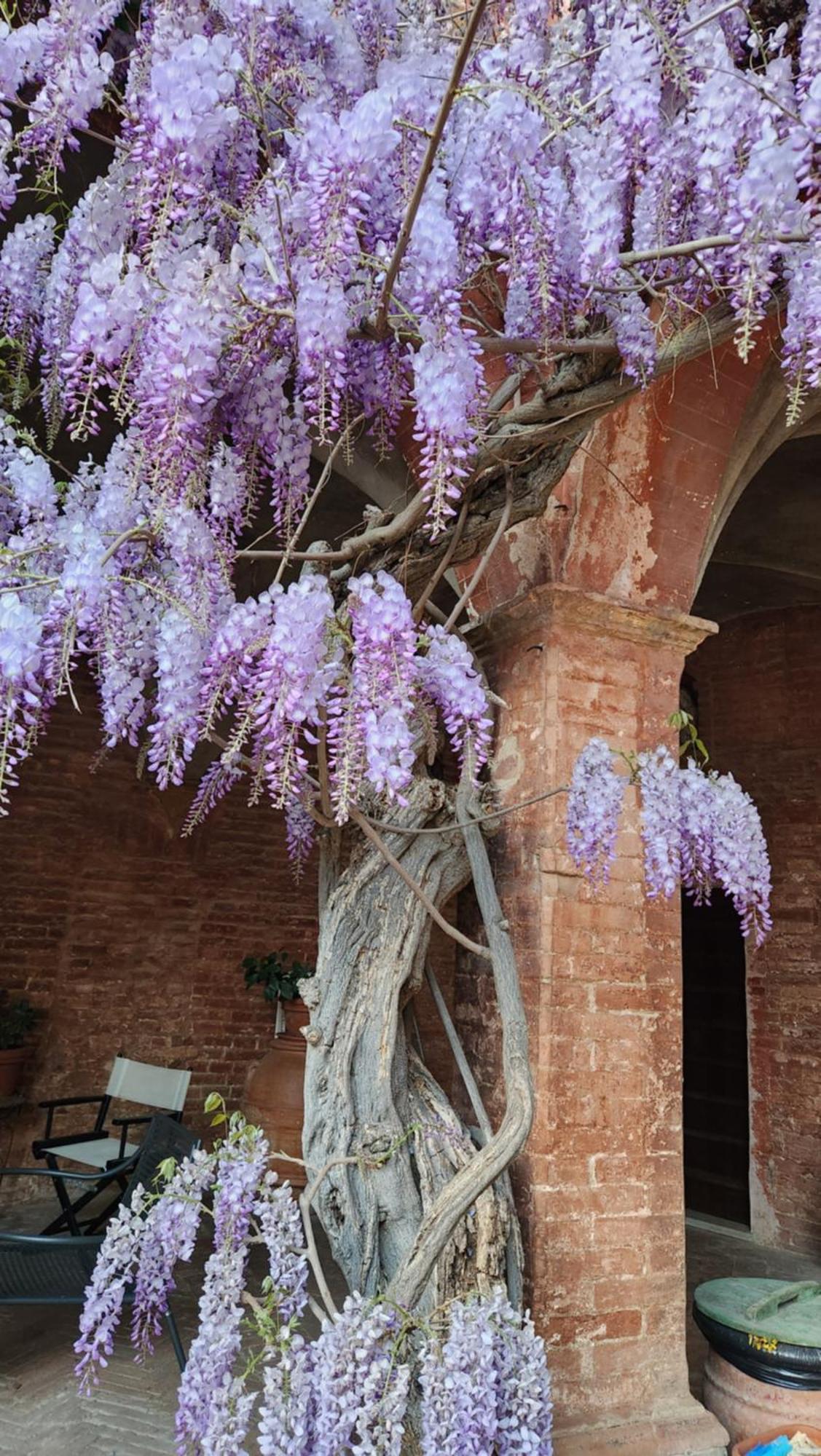 Al Glicine Di Sant'Abondio Villa Siena Exterior photo